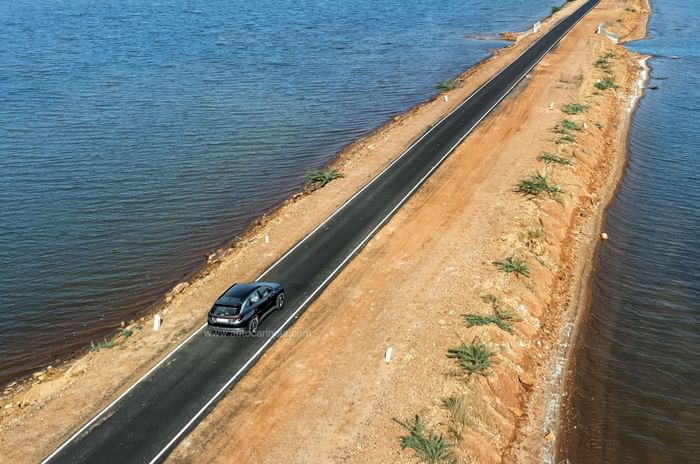 A tale of thoroughbreds